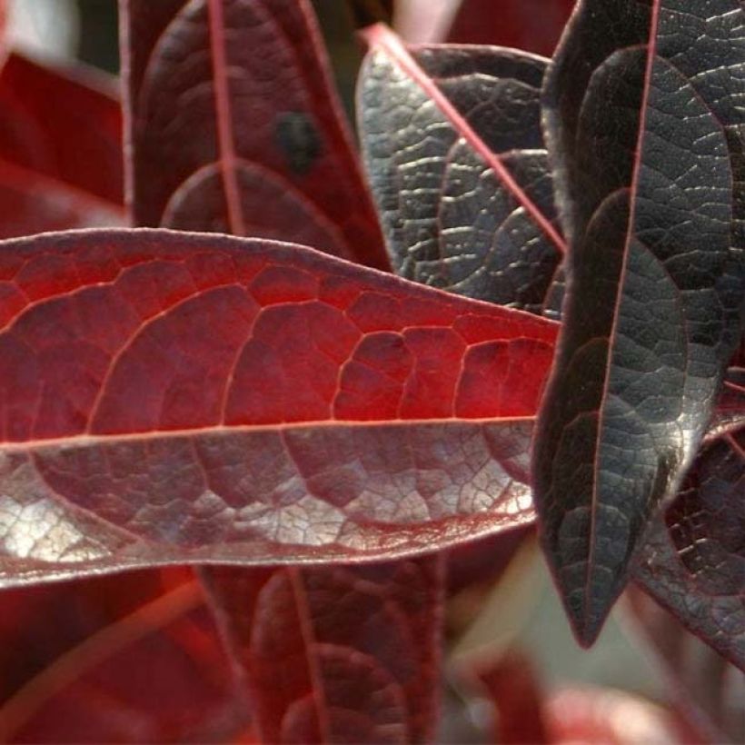 Viburnum nudum Brandywine (Foliage)