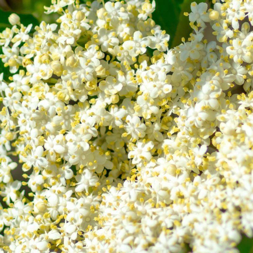 Viburnum nudum Brandywine (Flowering)