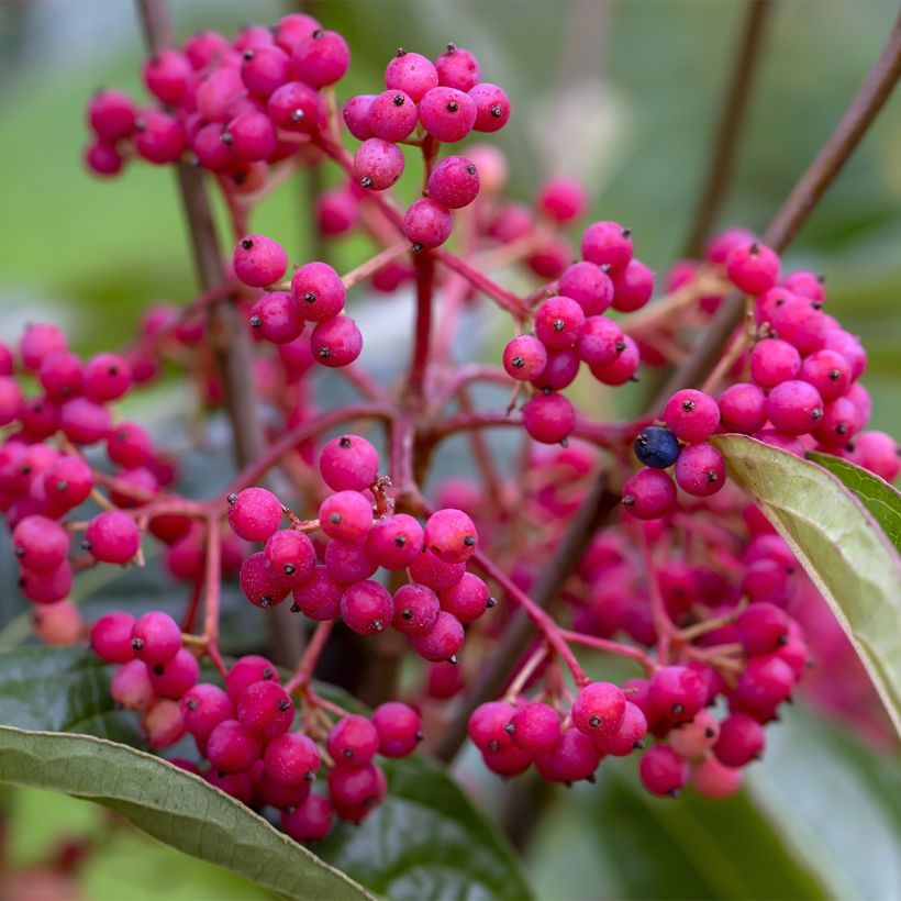 Viburnum nudum Brandywine (Harvest)