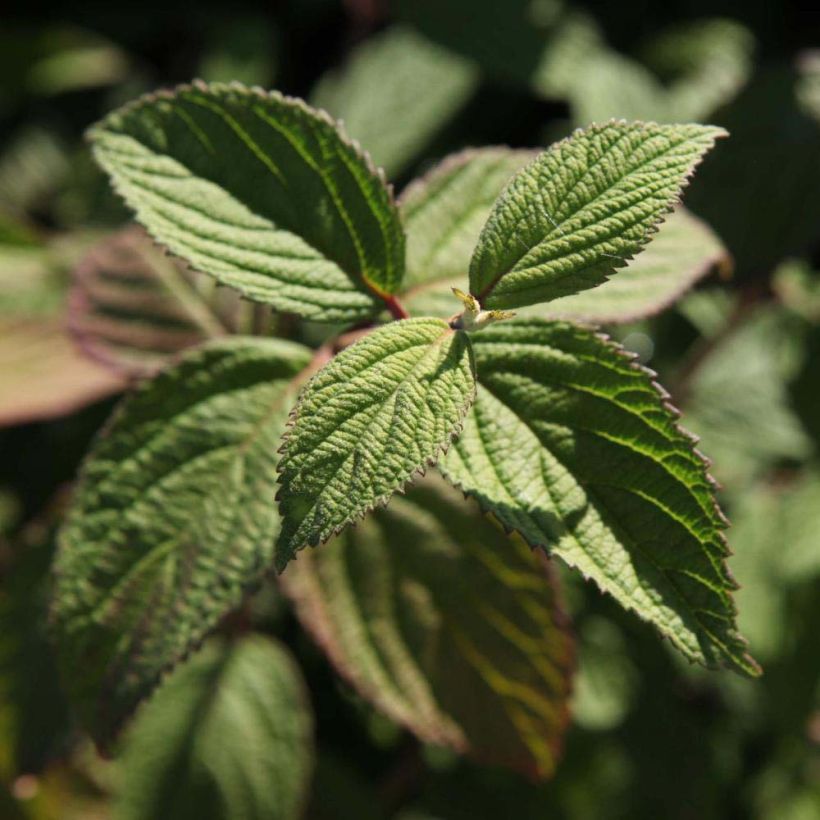 Viburnum nudum Pink Beauty (Foliage)