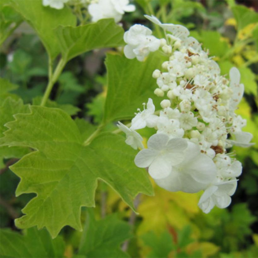 Viburnum opulus Xanthocarpum (Flowering)