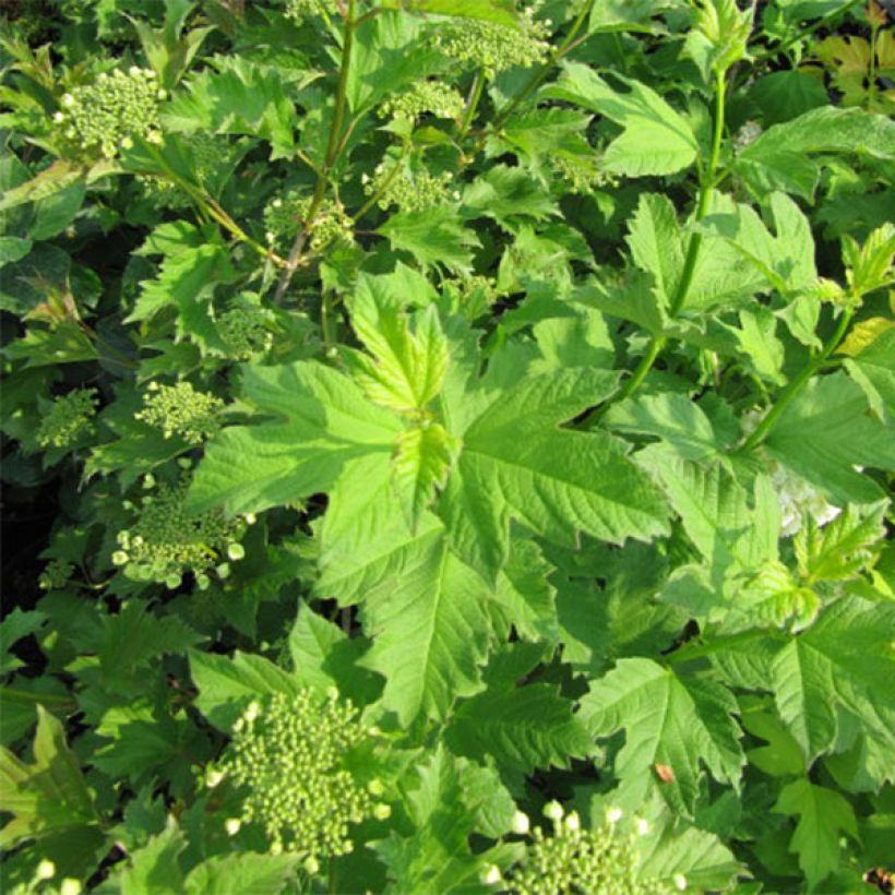 Viburnum opulus Xanthocarpum (Foliage)