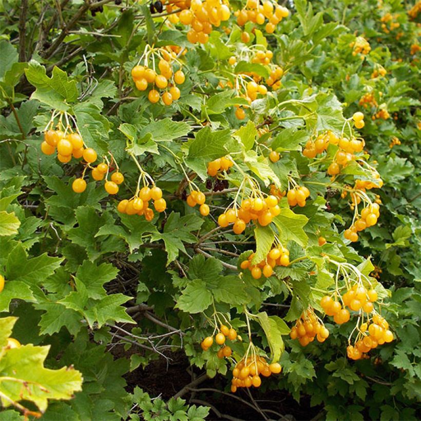 Viburnum opulus Xanthocarpum (Harvest)