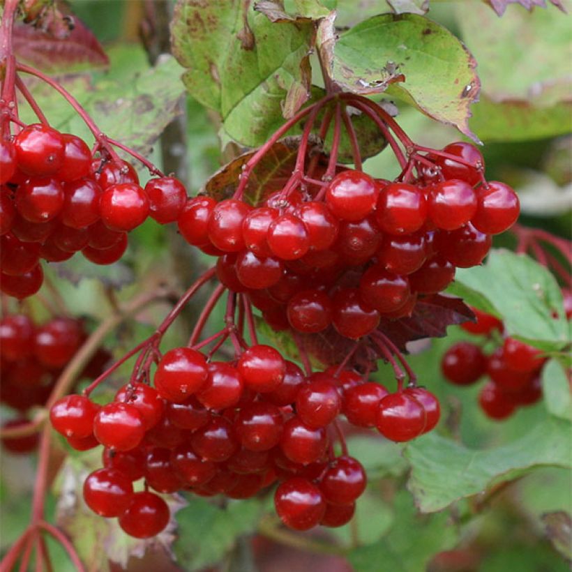 Guelder rose - Viburnum opulus (Harvest)