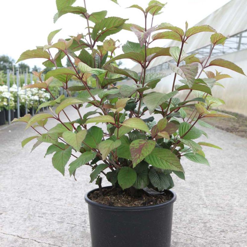 Viburnum plicatum Grandiflorum Noble (Plant habit)