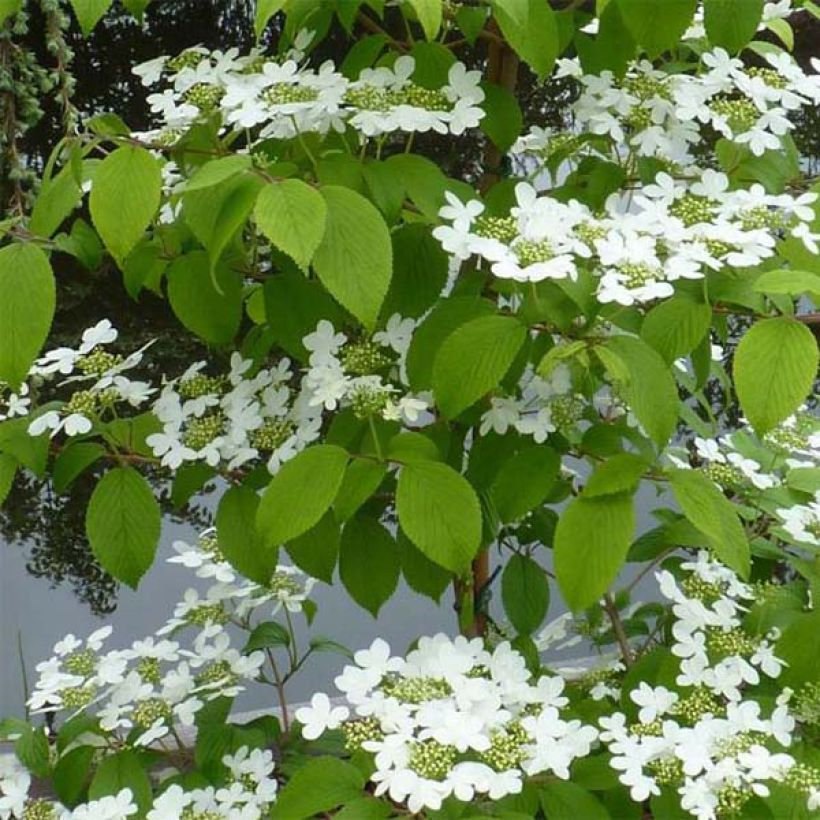 Viburnum plicatum Kilimanjaro (Foliage)