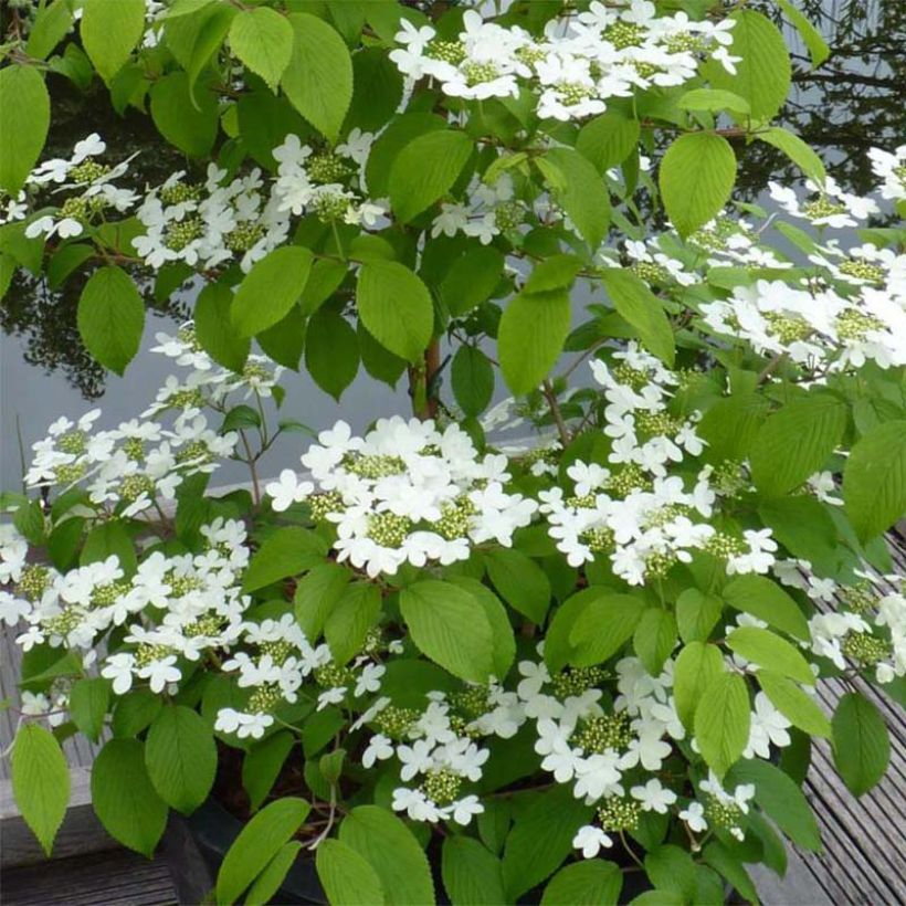 Viburnum plicatum Kilimanjaro (Flowering)