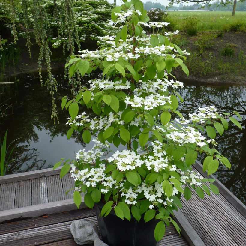 Viburnum plicatum Kilimanjaro (Plant habit)