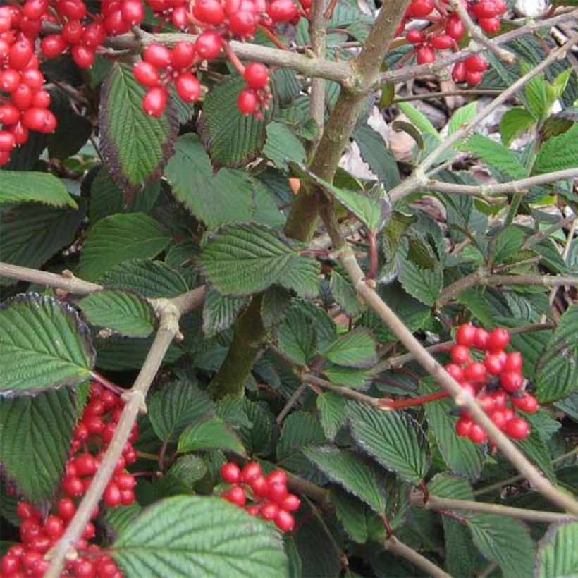 Viburnum plicatum Kilimanjaro Sunrise (Foliage)