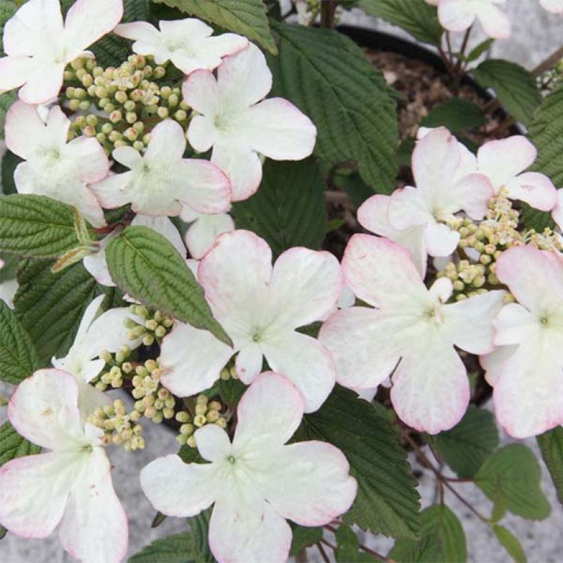 Viburnum plicatum Kilimanjaro Sunrise (Flowering)