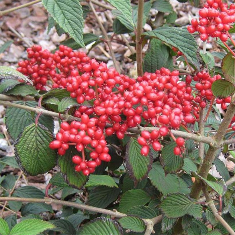 Viburnum plicatum Kilimanjaro Sunrise (Harvest)