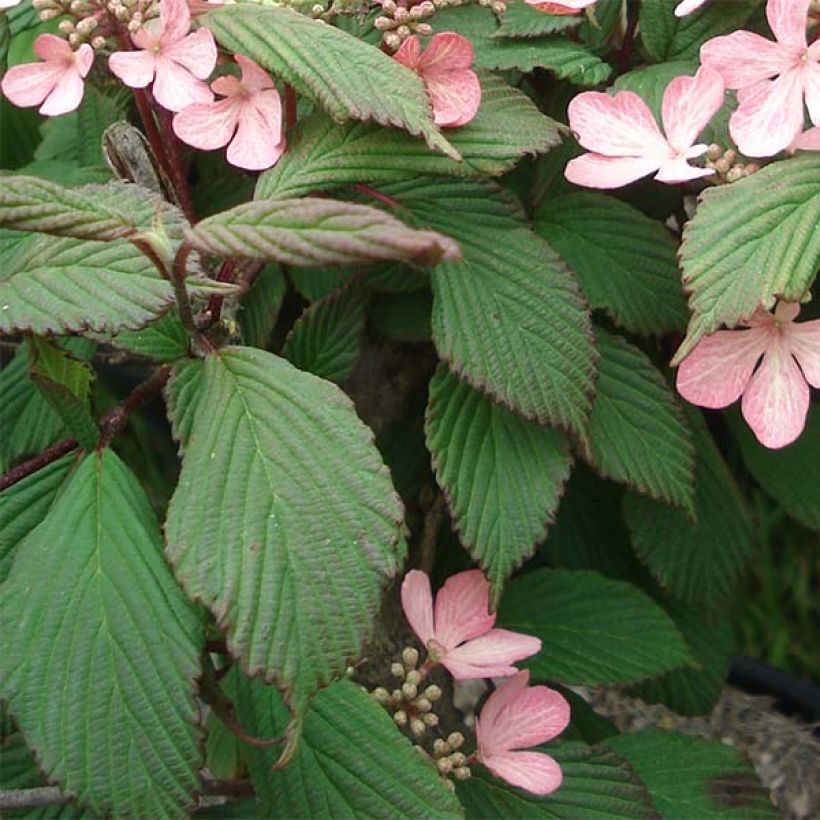 Viburnum plicatum f. tomentosum Molly Schroeder (Foliage)