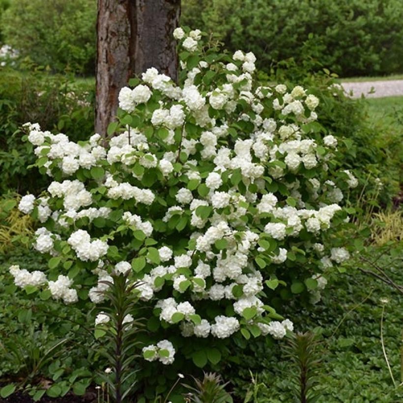 Viburnum plicatum Opening Day (Plant habit)