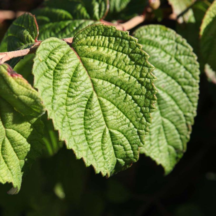 Viburnum plicatum mariesii Shasta (Foliage)