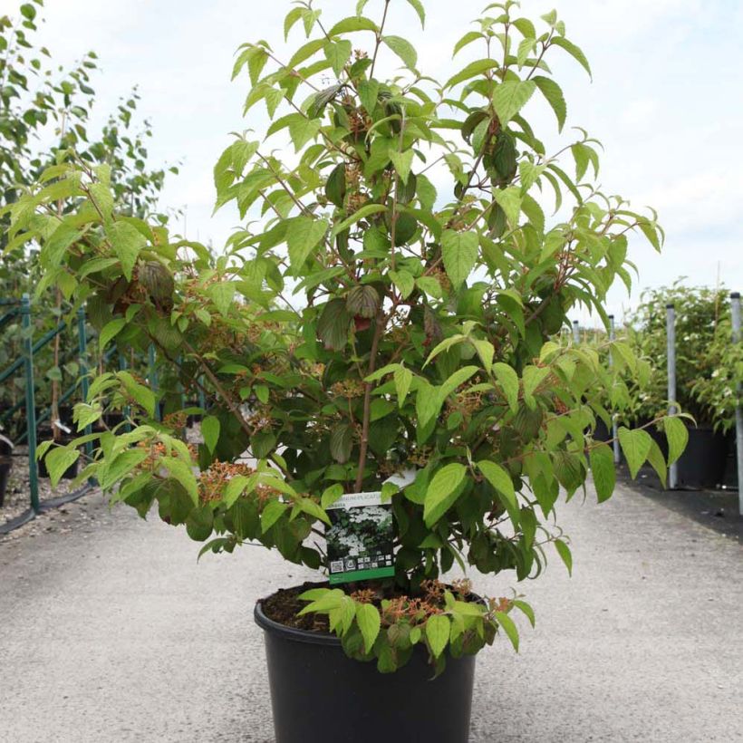 Viburnum plicatum mariesii Shasta (Plant habit)