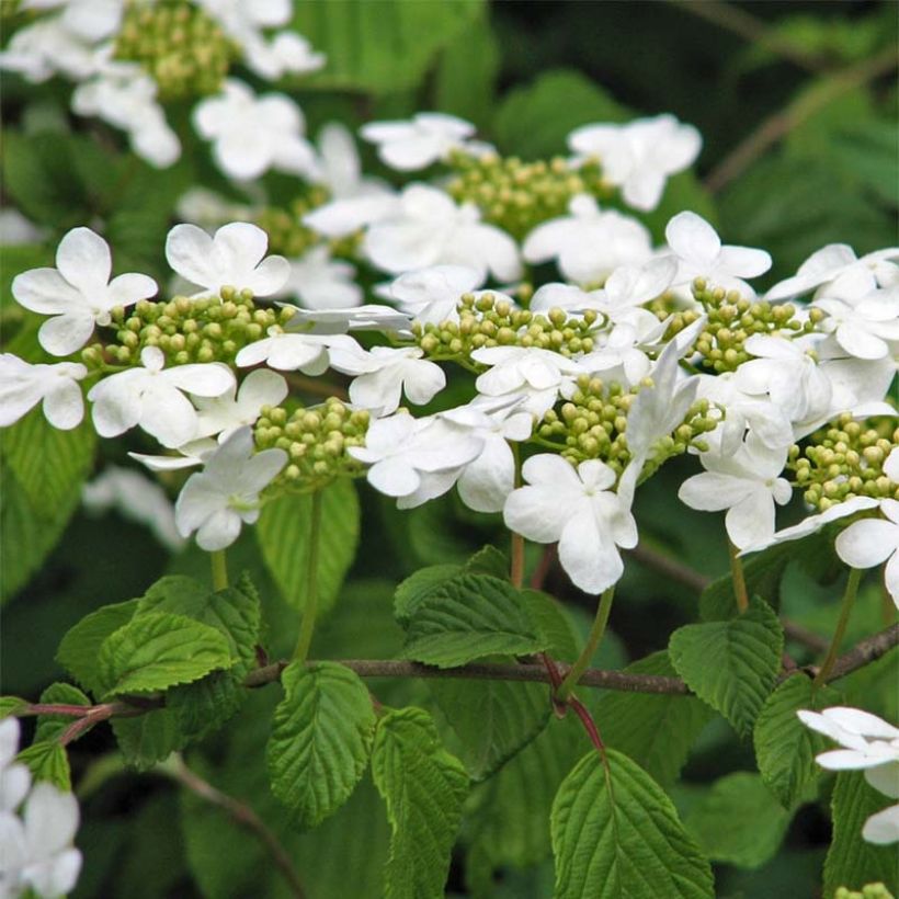 Viburnum plicatum Tomentosum (Flowering)