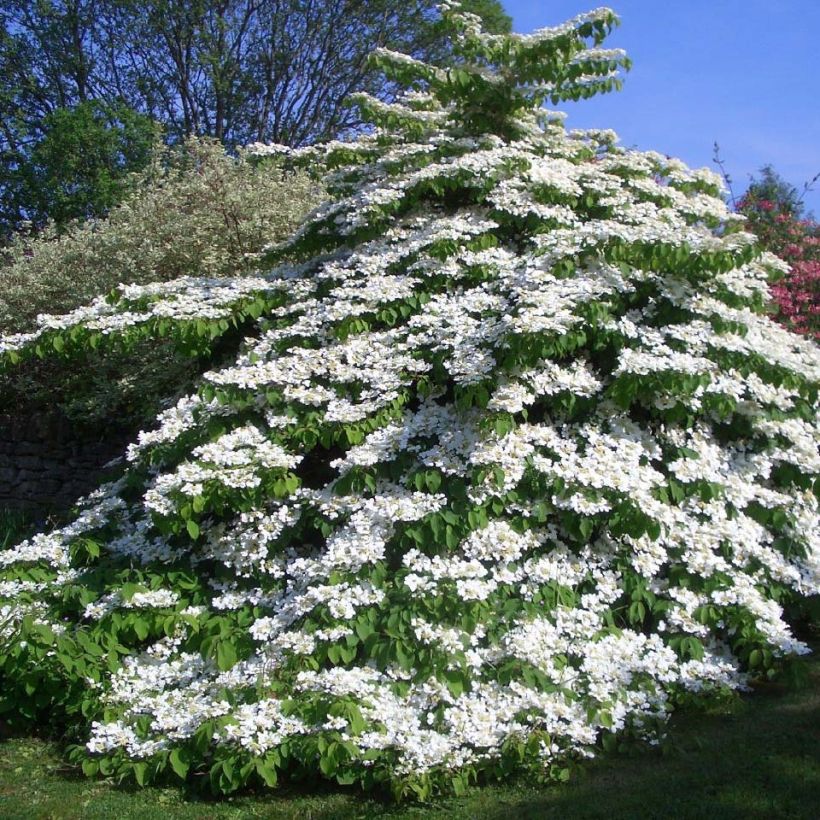 Viburnum plicatum Tomentosum (Plant habit)