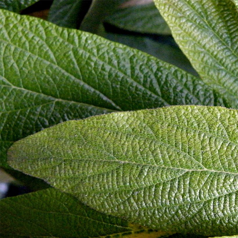 Viburnum rhytidophyllum (Foliage)