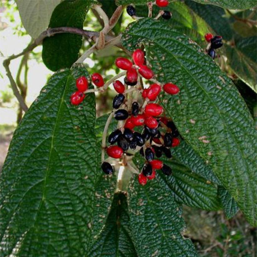 Viburnum rhytidophyllum (Harvest)