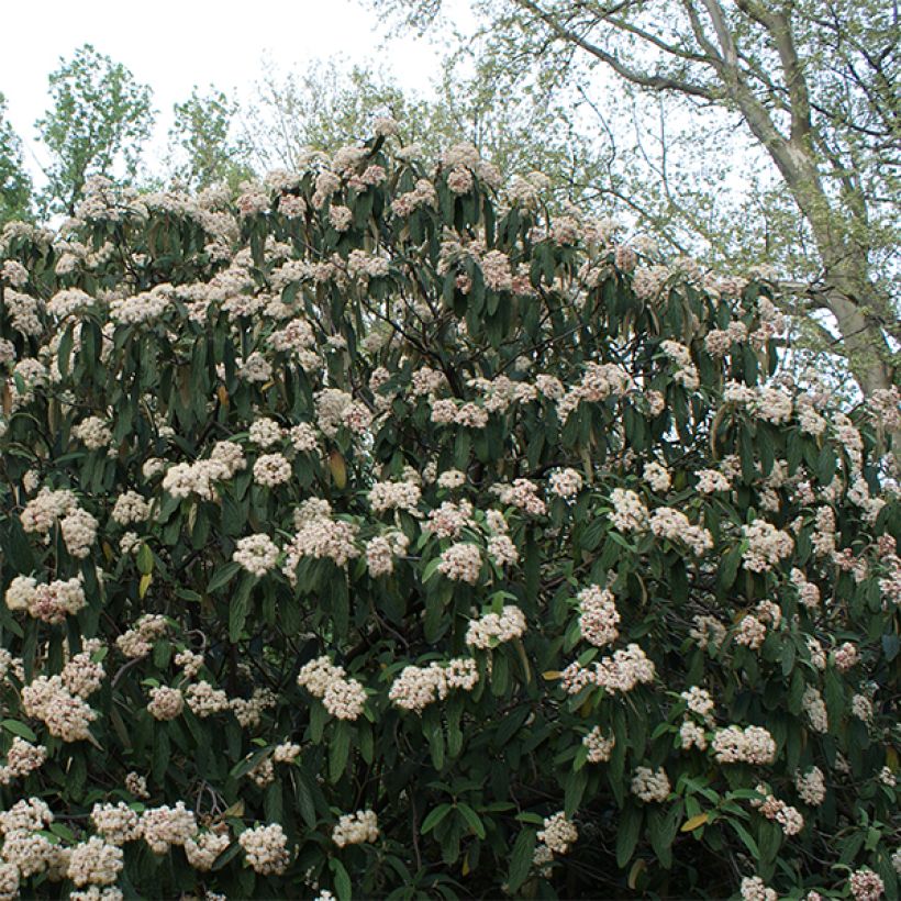 Viburnum rhytidophyllum (Plant habit)