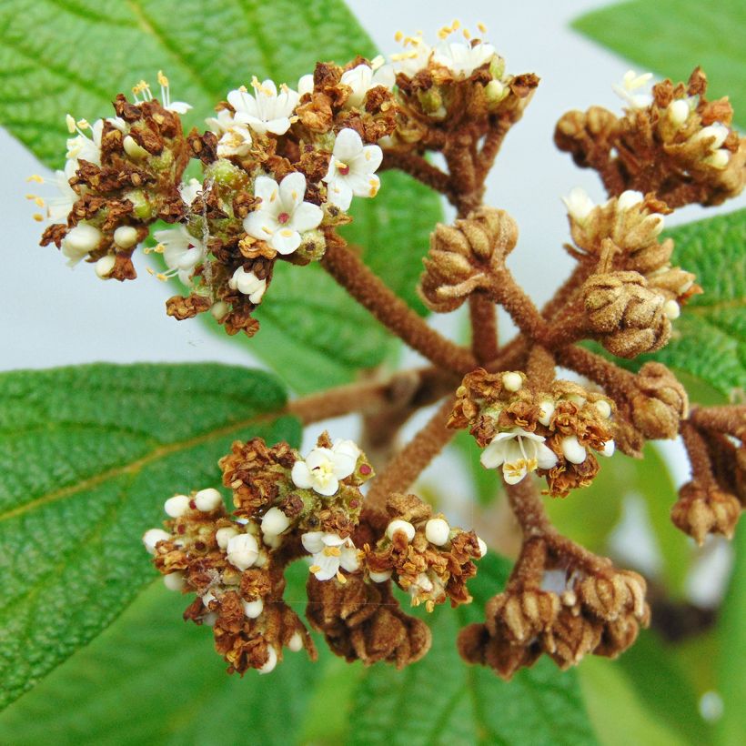 Viburnum rhytidophyllum (Flowering)