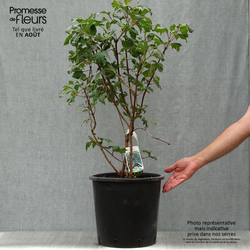 Viburnum sargentii Onondaga 18L/20L pot sample as delivered in summer