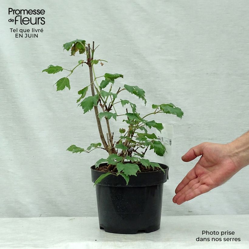 Viburnum sargentii Onondaga 2L/3L pot sample as delivered in summer