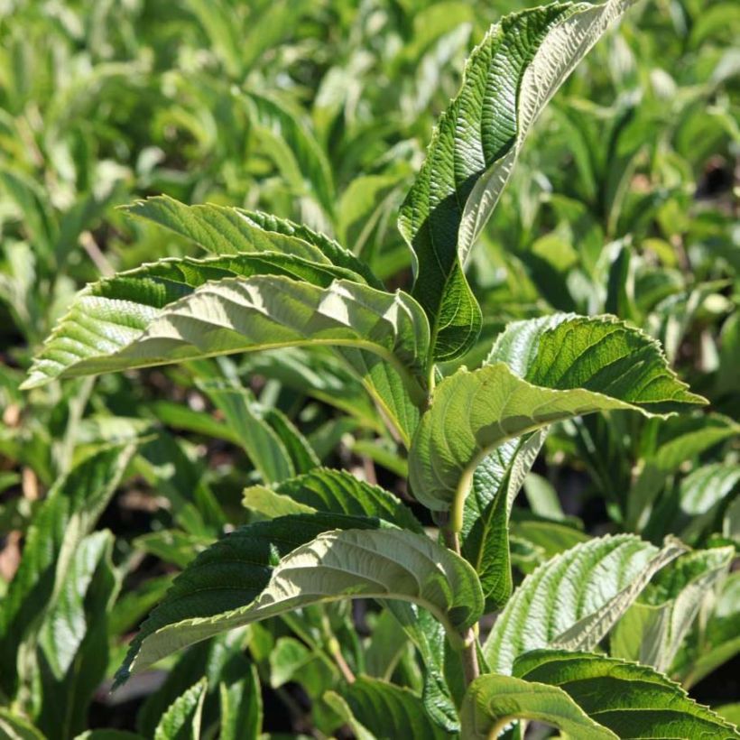 Viburnum sieboldii Seneca (Foliage)