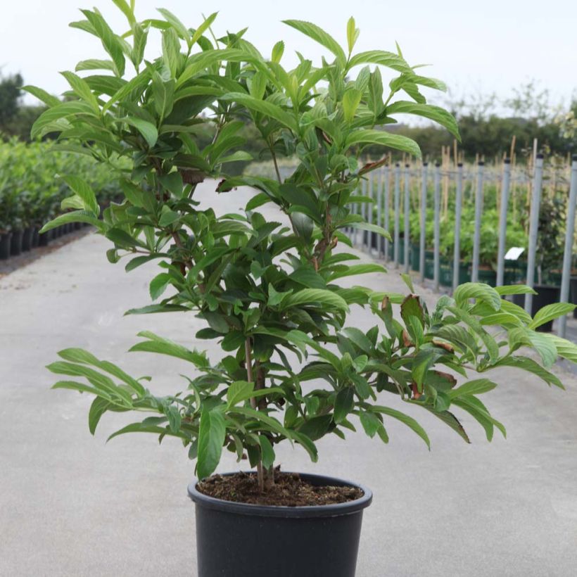 Viburnum sieboldii Seneca (Plant habit)