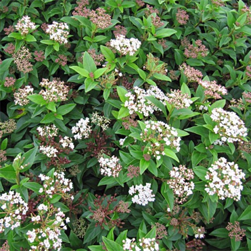 Viburnum tinus Eve Price (Flowering)