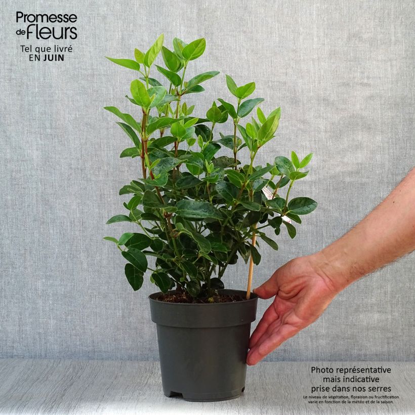 Viburnum tinus Eve Price 2L/3L pot sample as delivered in summer
