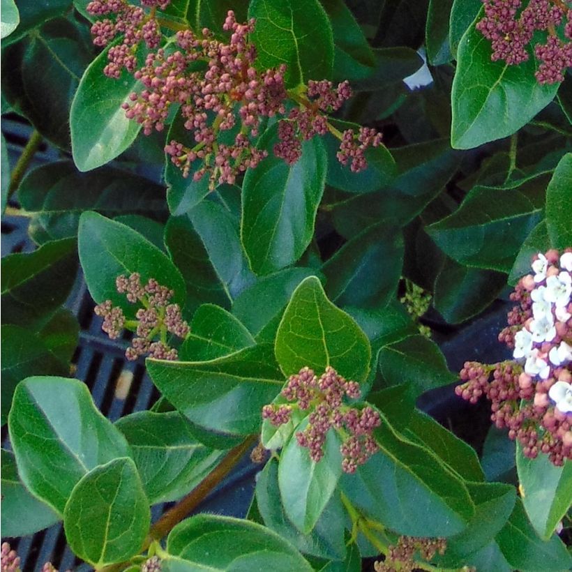 Viburnum tinus Gwenllian (Foliage)