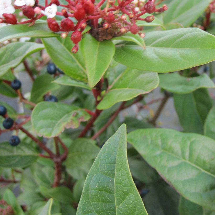 Viburnum tinus Lisarose - Laurustinus (Foliage)