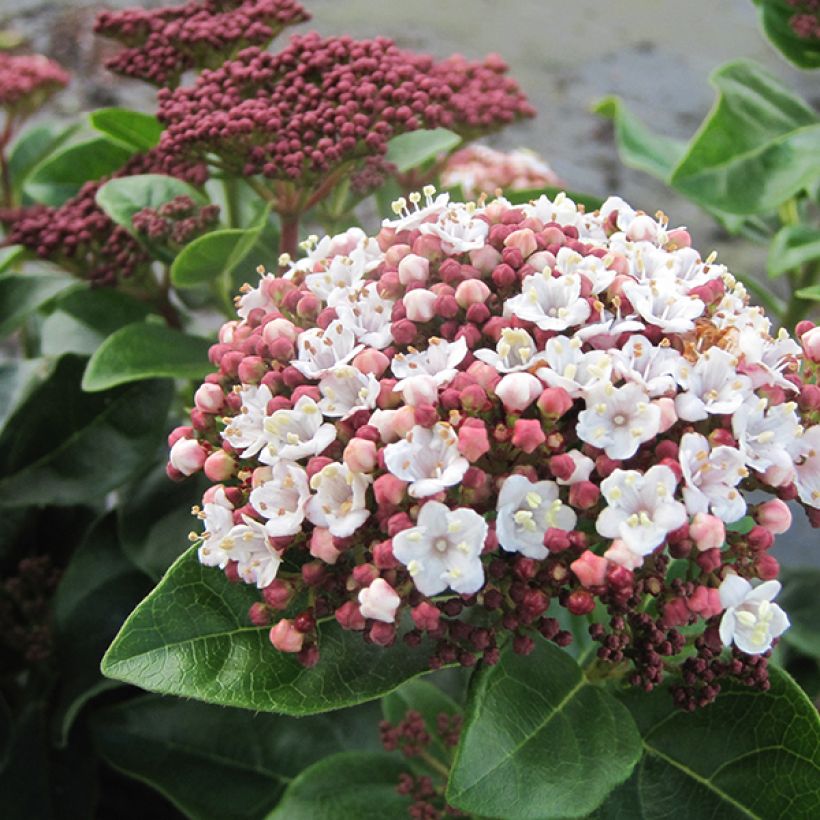 Viburnum tinus Lisarose - Laurustinus (Flowering)