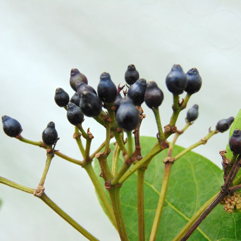 Viburnum tinus Lisarose - Laurustinus (Harvest)