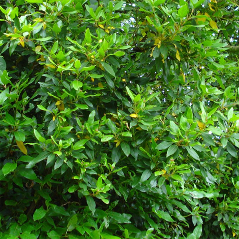 Viburnum tinus Spirit (Foliage)