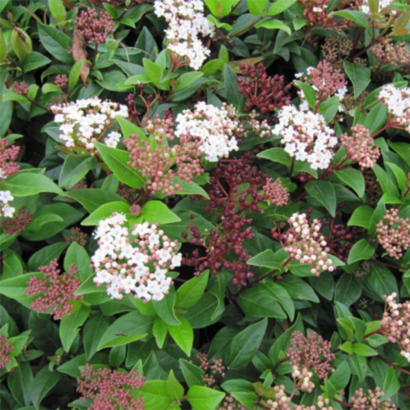 Viburnum tinus Spirit (Flowering)