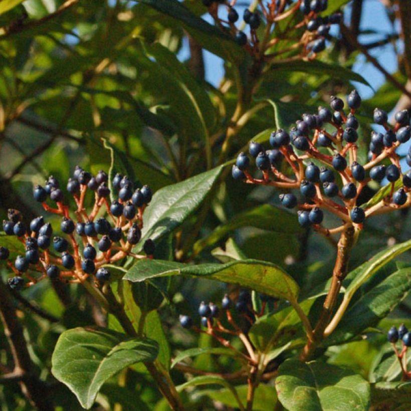 Viburnum tinus Spirit (Harvest)