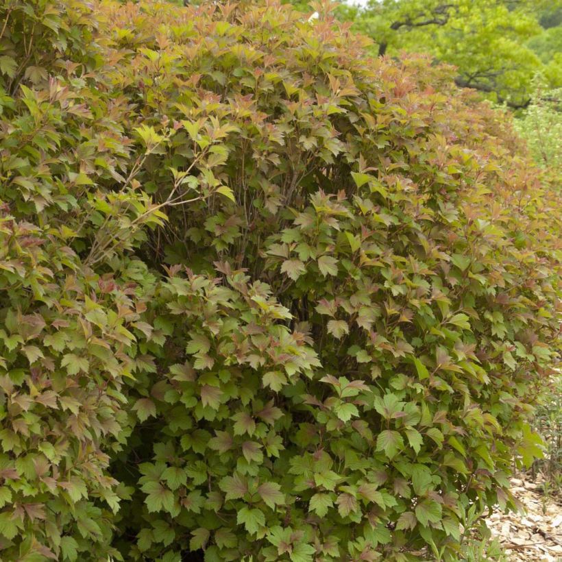 Viburnum trilobum Bailey Compact (Plant habit)