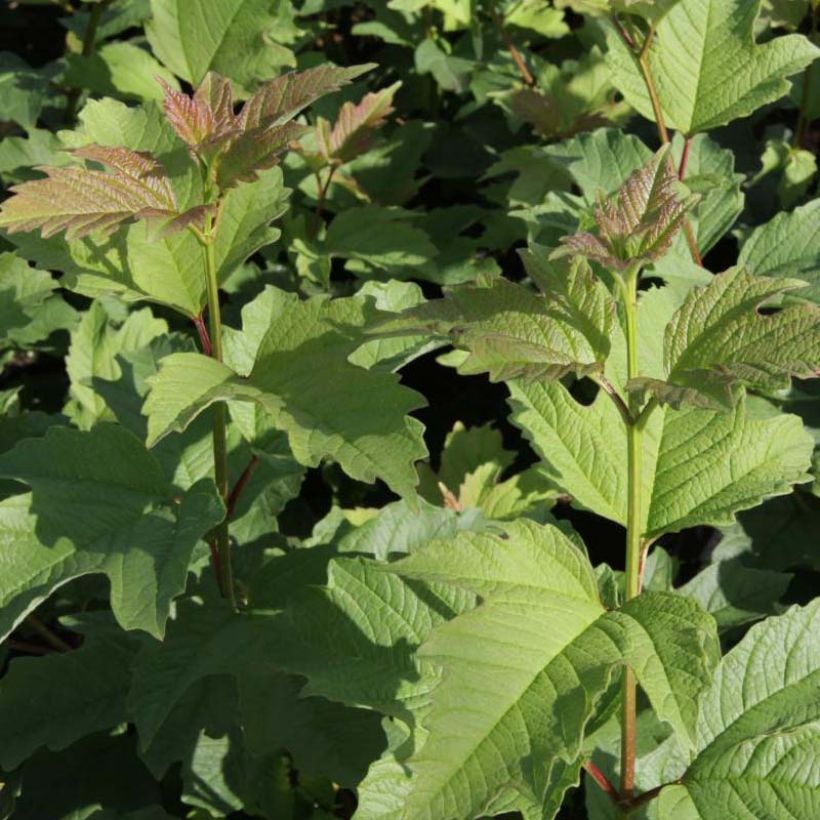 Viburnum trilobum Wentworth (Foliage)