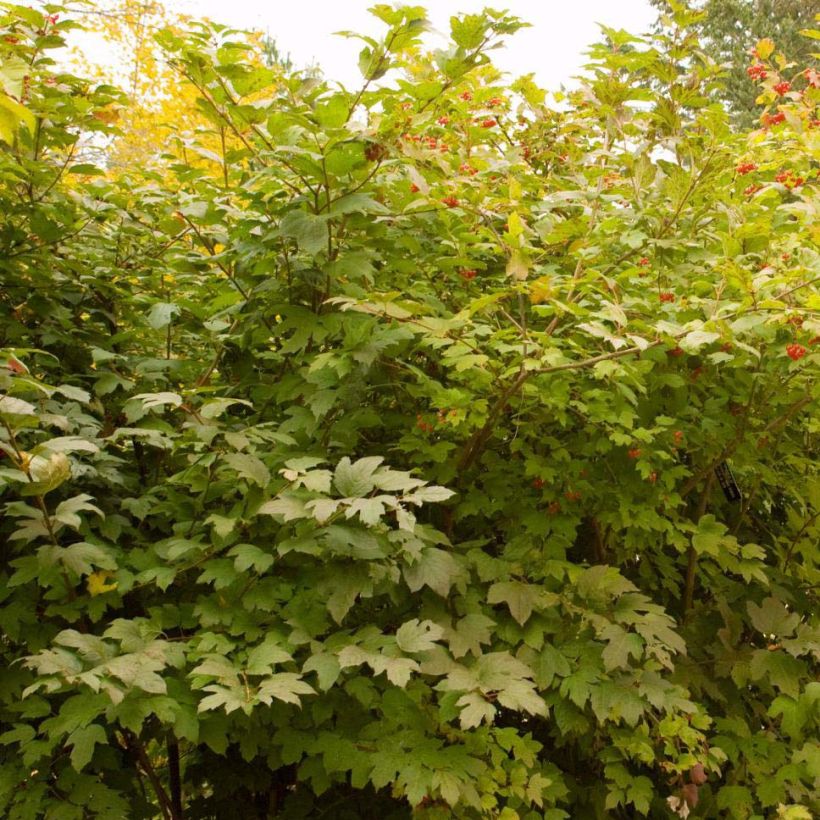 Viburnum trilobum Wentworth (Plant habit)