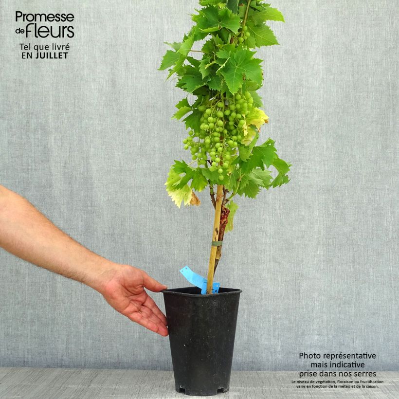 Vitis vinifera Ampelia Aladin - Grape vine 2L/3L pot sample as delivered in summer
