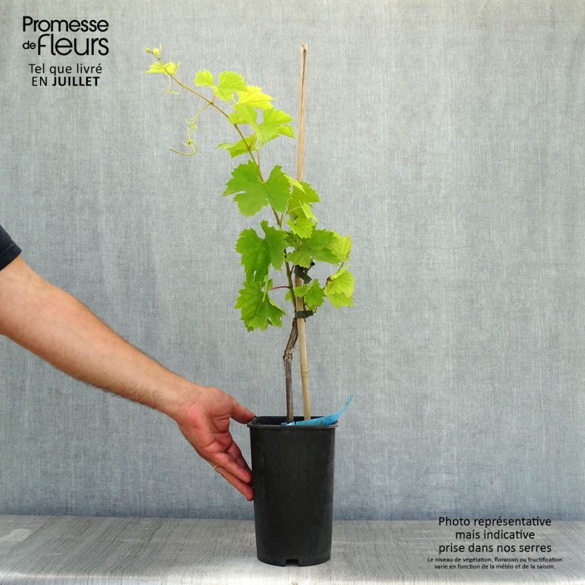 Vitis vinifera Ampelia Amandin - Grape vine 2L/3L pot sample as delivered in summer