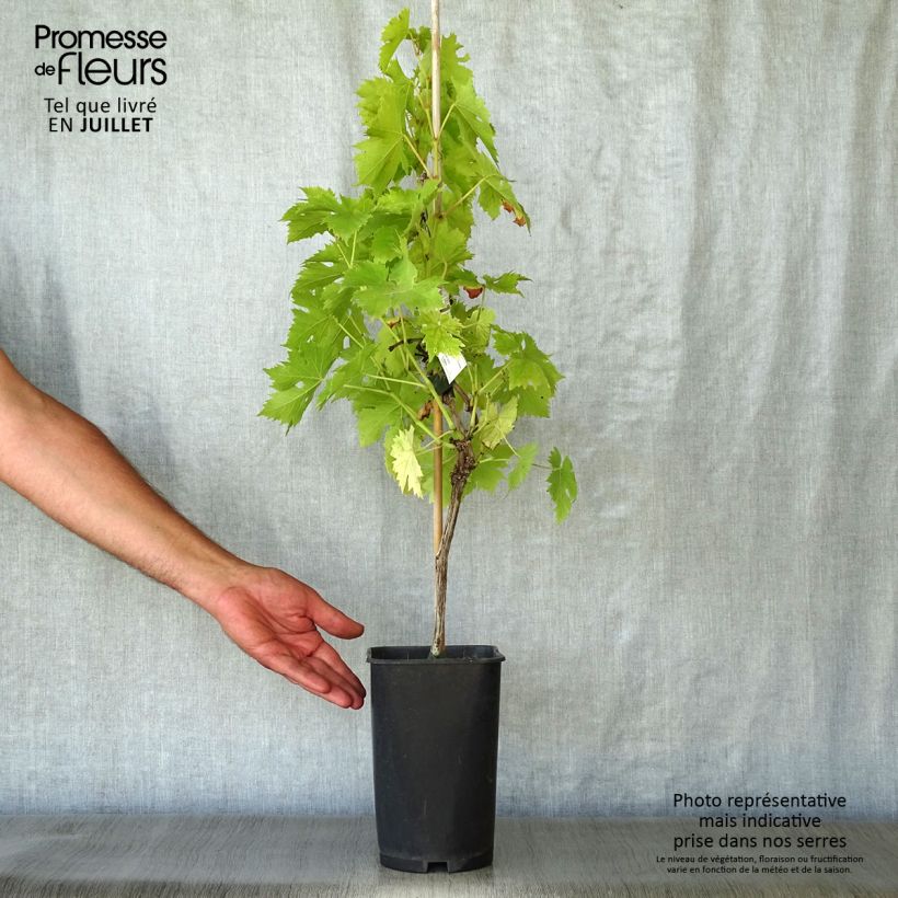 Vitis vinifera Ampelia Candin - Grape vine 2L/3L pot sample as delivered in summer