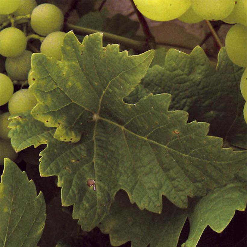 Vitis vinifera Ampelia Perdin - Grape vine (Foliage)
