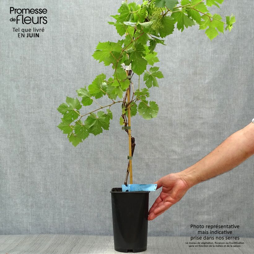 Vitis vinifera Ampelia Perdin - Grape vine 2L/3L pot sample as delivered in summer