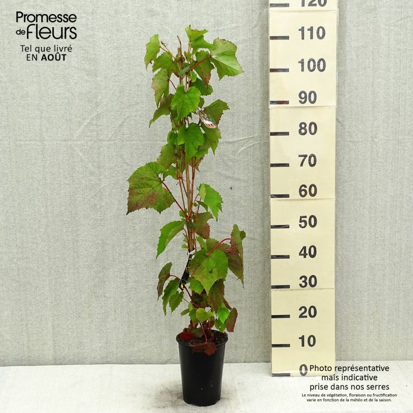 Vitis amurensis Amurensis 3L/4L pot sample as delivered in summer