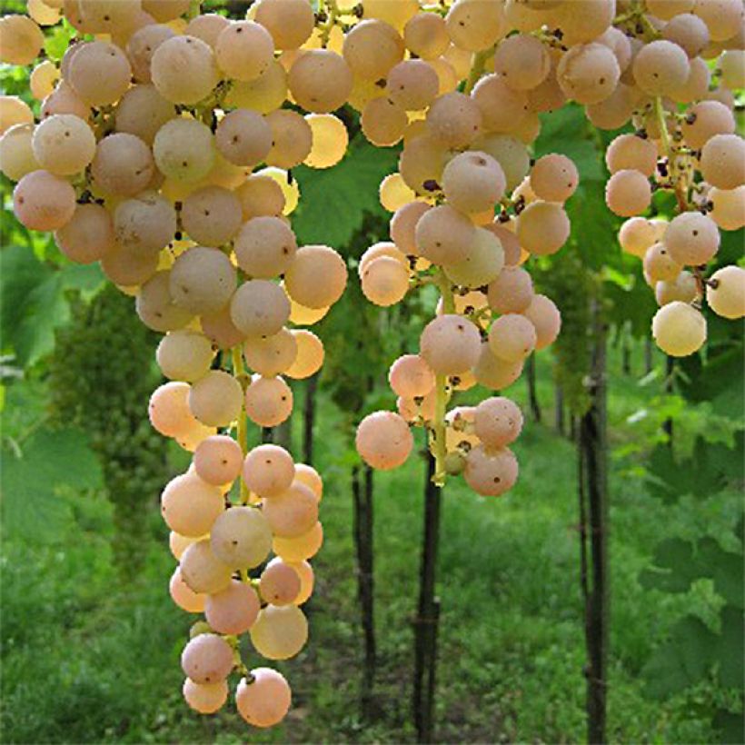 Vitis vinifera Bianca - Grape vine (Harvest)