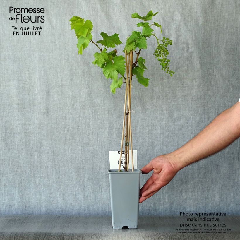 Vitis vinifera Bianca - Grape vine 1.5L/2L pot sample as delivered in summer