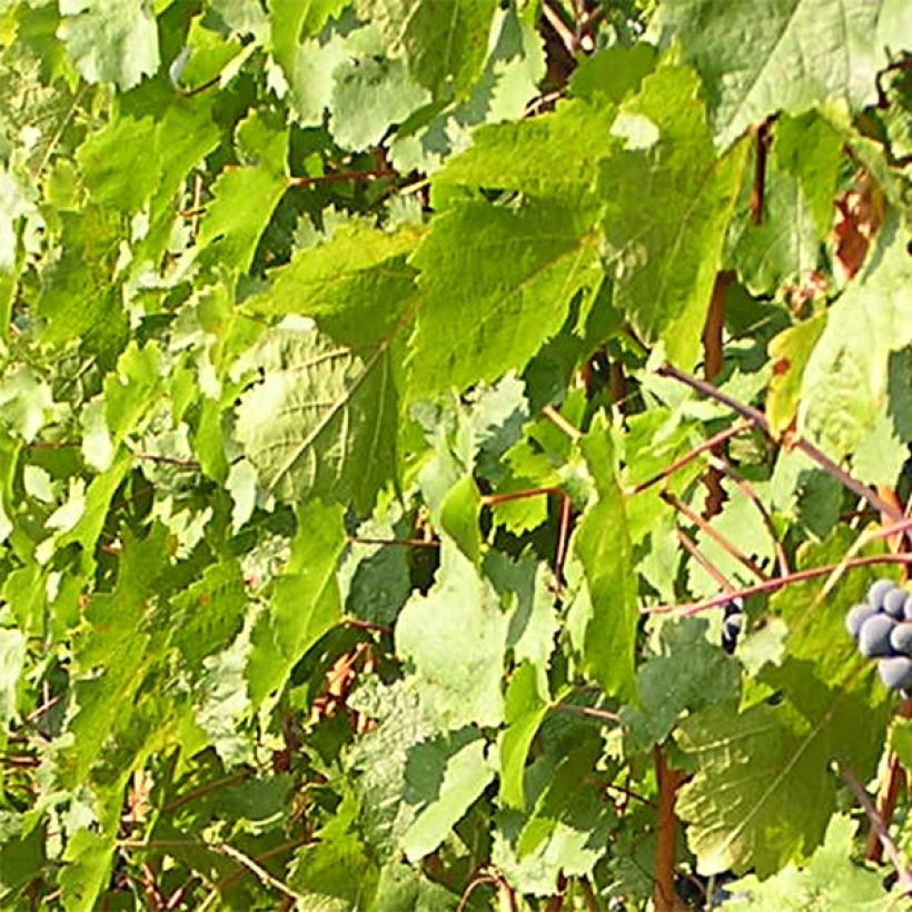 Vitis vinifera Cabernet Franc - Grape vine (Foliage)
